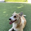 메리도그하우스2 이미지