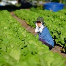 기쁨농장 이미지