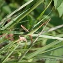 메뚜기민박 이미지