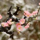 눈속에피는꽃 이미지