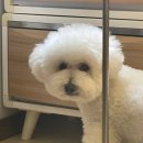 댕댕이묭실 이미지