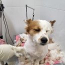 멍멍이 미용실 이미지