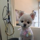 개 웃는날 이미지