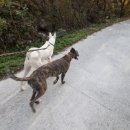 천상골가든 이미지