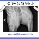 파리바게뜨 길병원점 | 인천동물병원 대형견 십자인대 TPLO 수술 후기, 18.5kg 진도믹스 삼순이