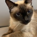 분당 피엘 동물피부클리닉 이미지