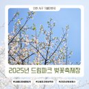 인천 드림파크 야생화단지 2025년 벚꽃축제 다녀온 후기