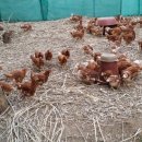 찬구농장 이미지