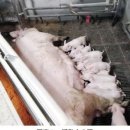 한국양돈산업(주) | 덴마크 양돈 산업의 지속 가능성 추구 노력