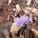 다들바위 치유농장 이미지