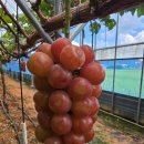 해찬농장 이미지