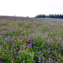 국화목장 이미지