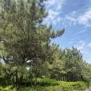 UR(인천광역시 남동구)-39[남동서로]-하-15 | 인천 3대 떡볶이 생활의달인 남동공단 떡볶이 웨이팅 포장 택배 정보