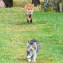 여우 PC방 이미지