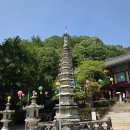 멋내는 강아지 | #광양 #하동 #쌍계사 #홍쌍리매화농원 #섬진강 #화개장터