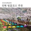여명로25번길 | 진해 여좌천 로망스다리 벚꽃 vs 내수면 생태공원 봄 산책 (군항제 한적한 코스 추천)