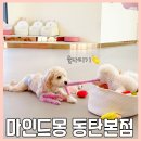 마인드몽 유치원 | 동탄애견유치원 추천 믿고 맡길 수 있는 마인드몽 동탄본점