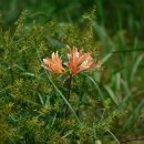 사화로-3 이미지