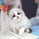 강남 고양이 분양 캣프렌즈 | 우리 가족 묘연 찾으러 간 강남고양이분양 캣프렌즈에서 만난 먼치킨분양 이야기