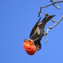 거창-마리-1 이미지