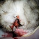 페트로 동물병원 이미지