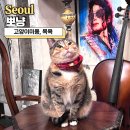 고양이 미용&호텔 뽀냥 | 고양이미용 목욕 뽀냥 만족도가 높은 이유