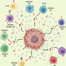 Re:젖산을 에너지원으로 사용하는 암세포, 그리고 치료적 전략 이미지