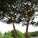 아산 현충사 녹색정원과 싱그러운 수목풍경 이미지