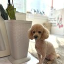 스타덤 펫살롱 이미지