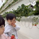 평촌길 | 아산 아이와 가볼만한곳 내생애 첫딸기 후기｜무제한 딸기체험