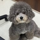 하늘하개 이미지