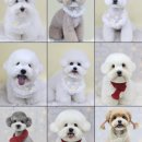 그루머솔 이미지