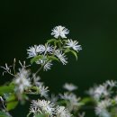 화산여인숙 이미지