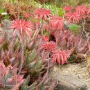알로에(Aloe, 아랍어 "맛이 쓰다") 기르기 / 분갈이 원칙 이미지