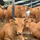 농장축산직거래 이미지