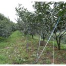 대봉농장 이미지