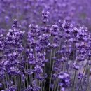 라벤더(Lavender) 꽃 향기 이미지