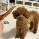 개미애견미용실 이미지