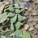 안양농장 이미지