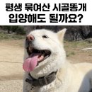 12살 강아지 이빨이 이미지