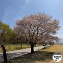 신산족구장 공중화장실 | [하남] 미사 경정공원 2026년 4월 곁벚꽃 실시간 개화 후기