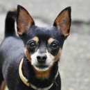 송파데일리동물병원 이미지