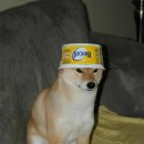 멍멍냐옹 이미지