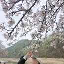 문경 벚꽃명소 문경읍 문경온천 온천강변길
