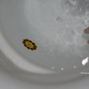 버디바 | 아기용품 아기욕조, 36개월까지 사용가능 베베캐슬코리아 버디세트 사용후기