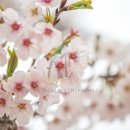 초이스민박 이미지