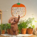 인테리어소품 캘린더 추천템 | 만년형 토마토 달력(리틀템포디자인샵 - 자석보드 달력 토마토 후기)