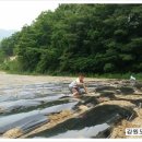 강원도와송 이미지