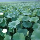 고향의 여름 이미지