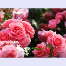 곡성-017 이미지